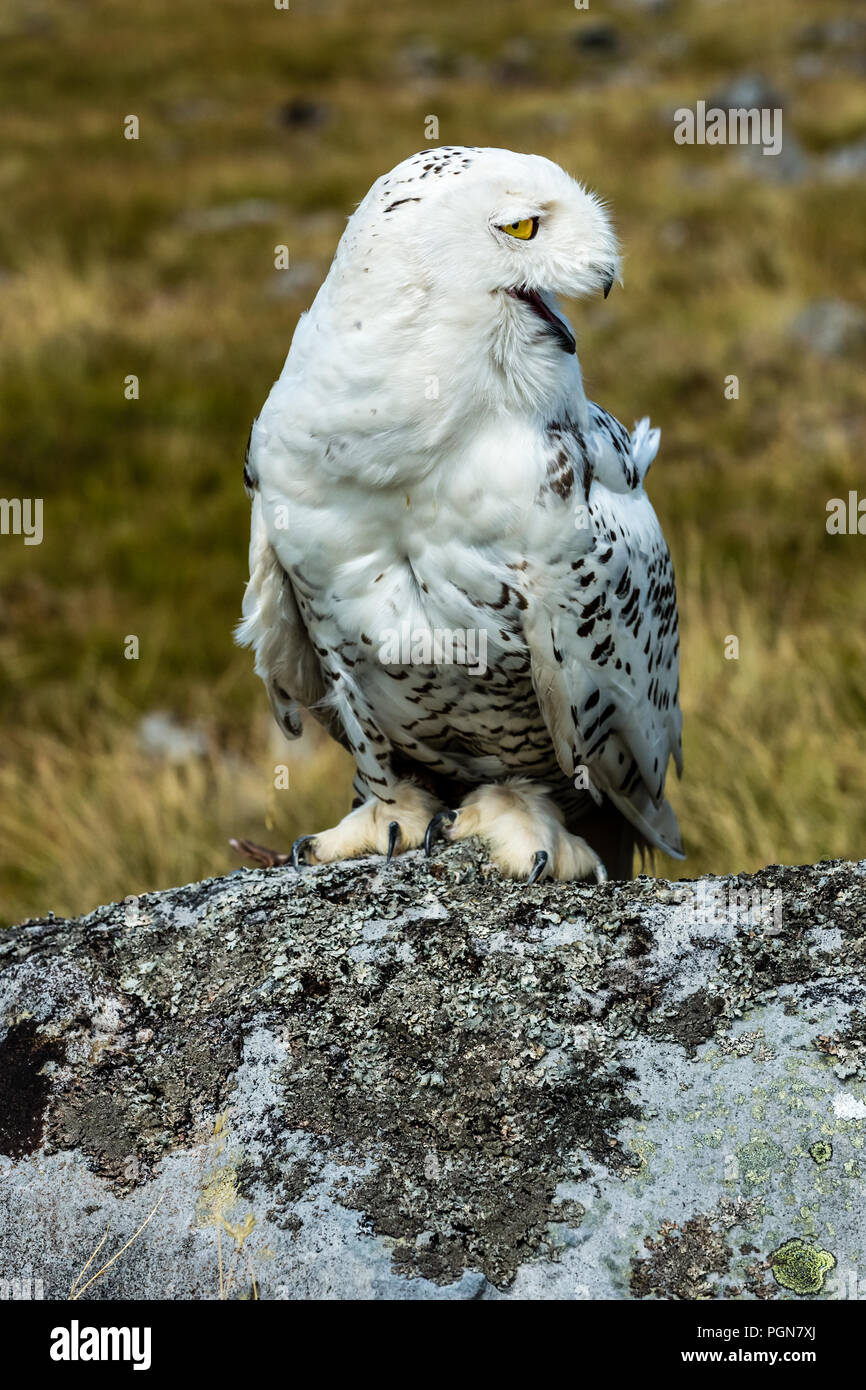 Il gufo, grande, bianco, civetta delle nevi con ridendo, comico faccia. Nome scientifico: Scandiacus bubo. Ritratto. Foto Stock