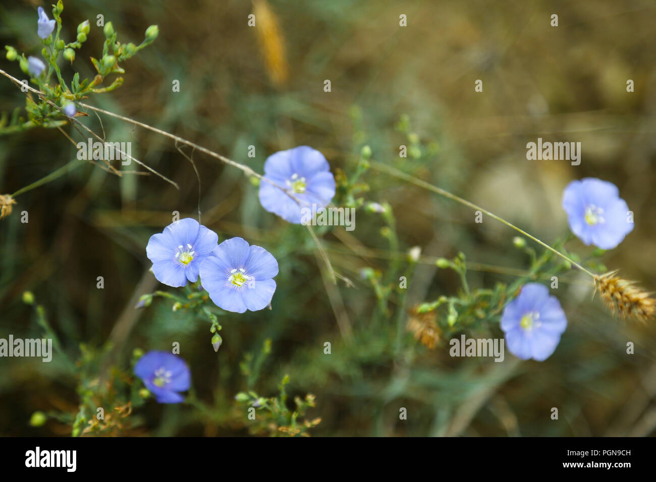 Lino blu fiore con boccioli su sfondo verde. Linum perenne nel campo estivo Foto Stock