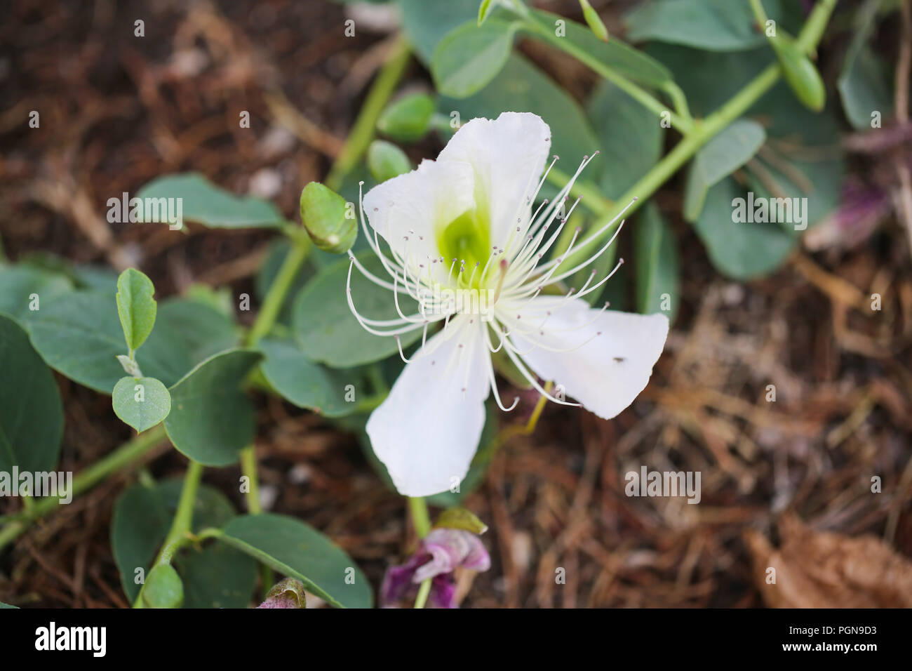 Il cappero fiore. Capparis spinosa, il cappero bush, chiamato anche Flinders rose. Famiglia Capparaceae Foto Stock