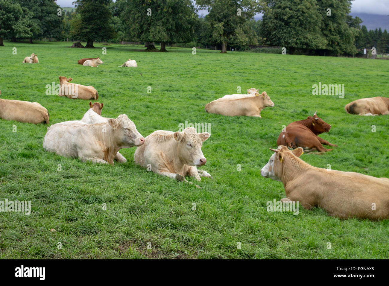 Un gruppo di vacche cercando molto rilassato sdraiato in un lussureggiante campo di erba verde con alberi in background. Foto Stock