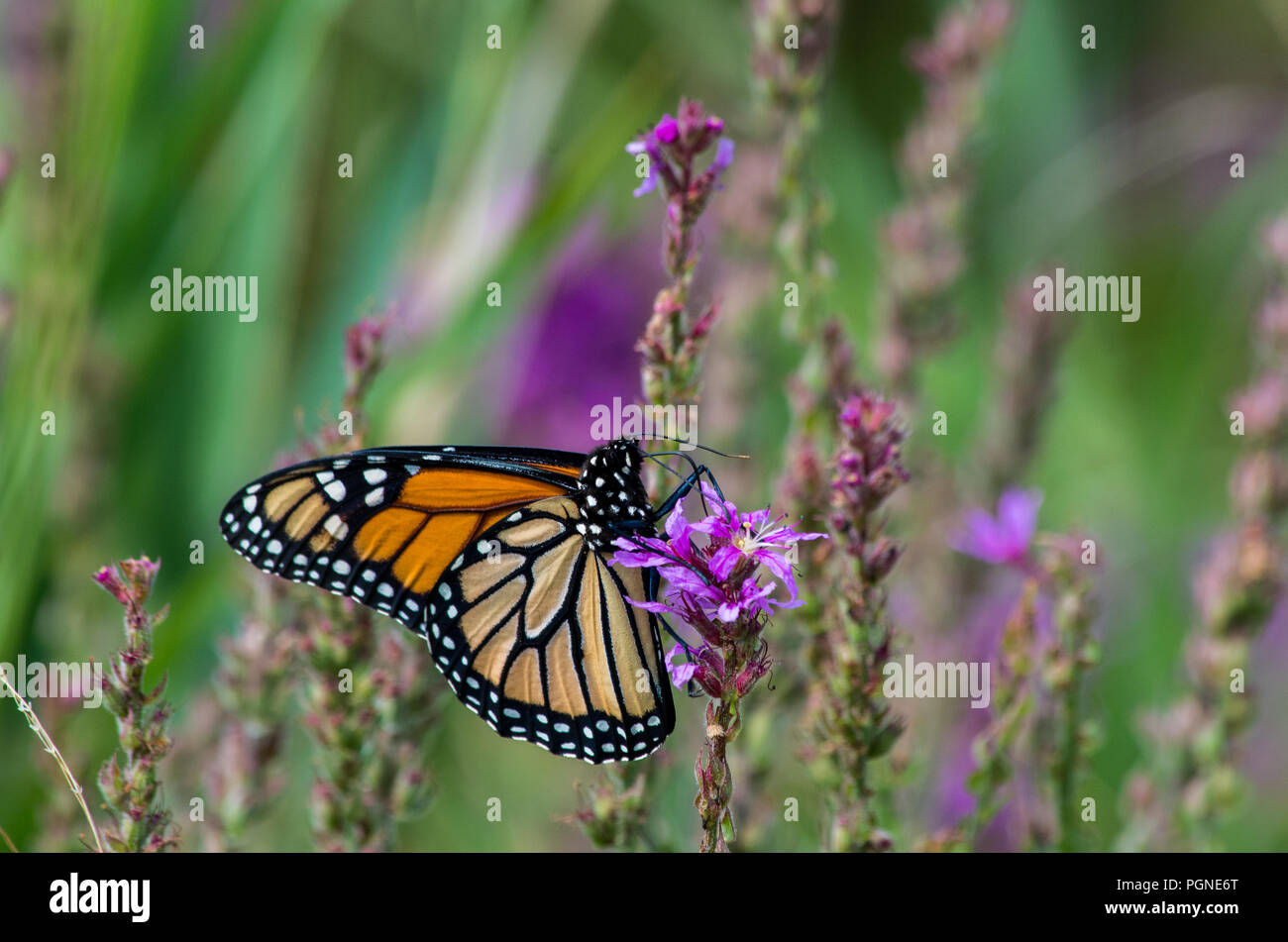Farfalla monarca su Purple Loosestrife fiori selvatici Foto Stock