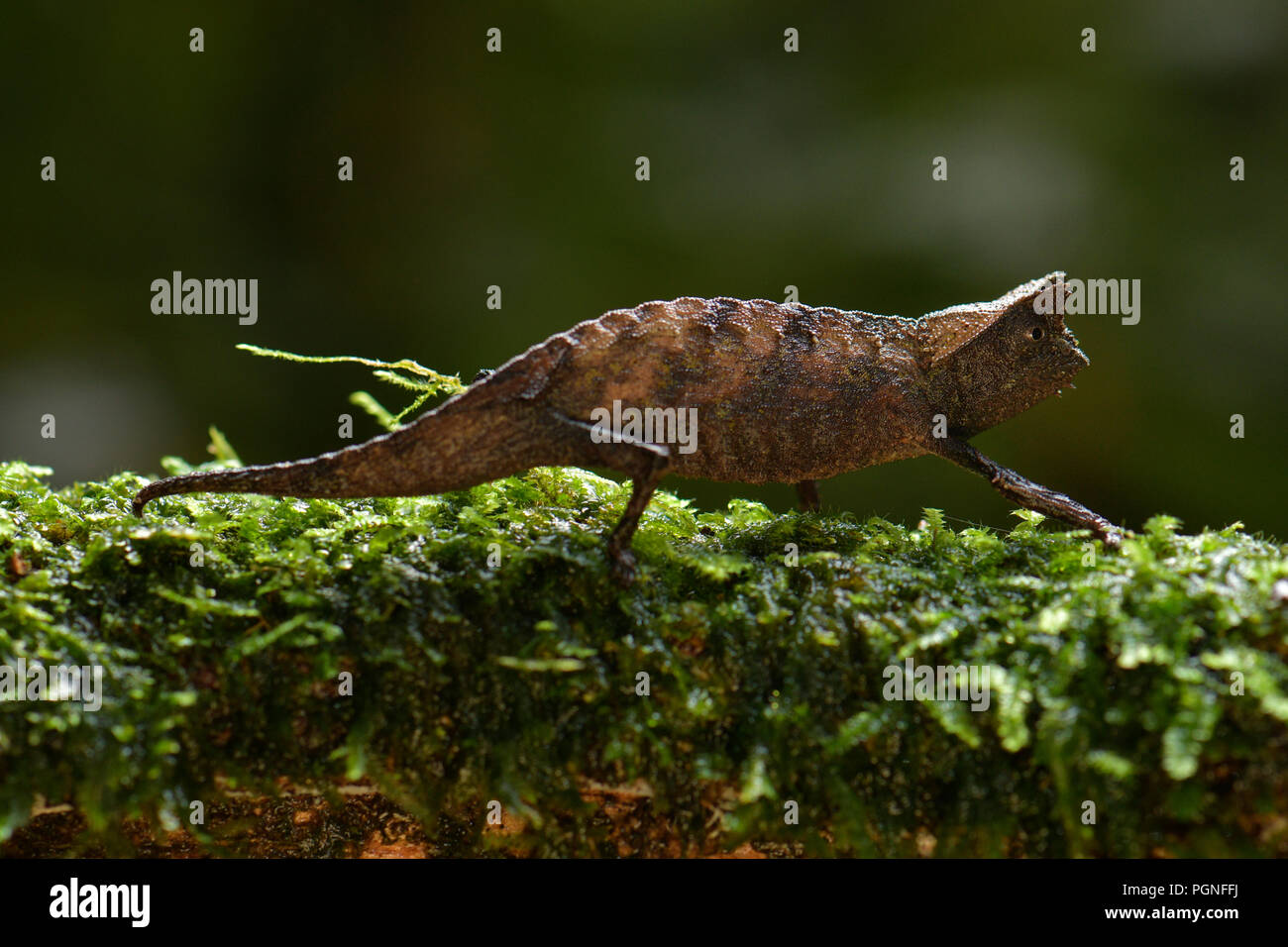 Foglia marrone (camaleonte Brookesia superciliaris), sul muschio, la foresta pluviale di Ranomafana, Madagascar Foto Stock