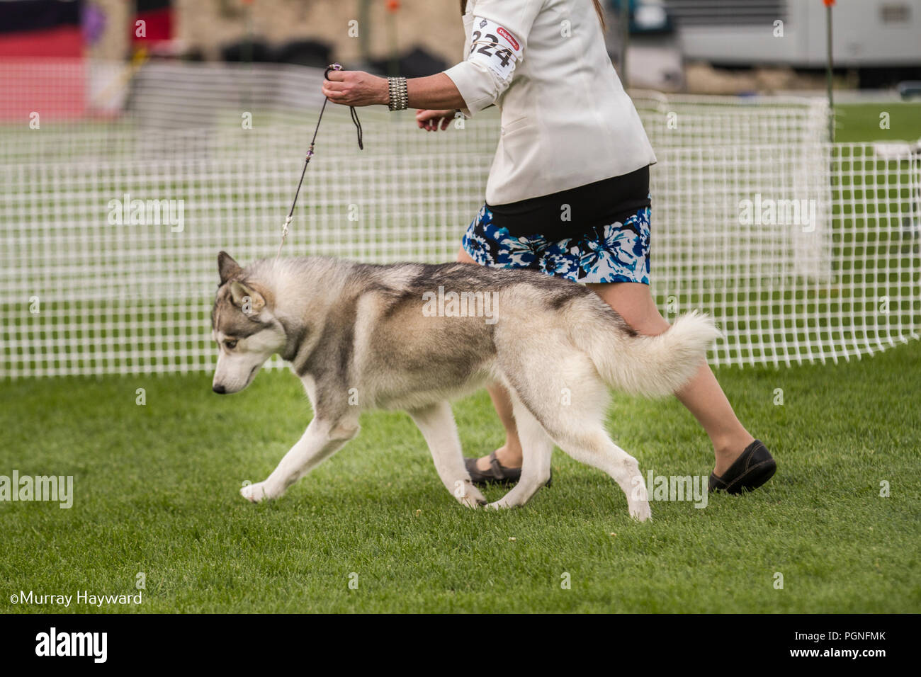Akita Americano purebreed cane, essendo mostrata nell'anello di dog show. M motion shot come gestore cane conduce prima di giudicare in concorrenza. Foto Stock