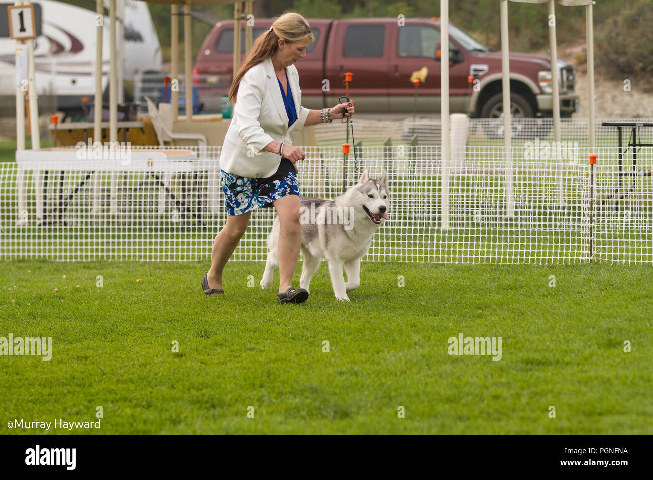 Akita Americano purebreed cane, essendo mostrata nell'anello di dog show, come gestore cane conduce prima di giudicare in concorrenza. Foto Stock