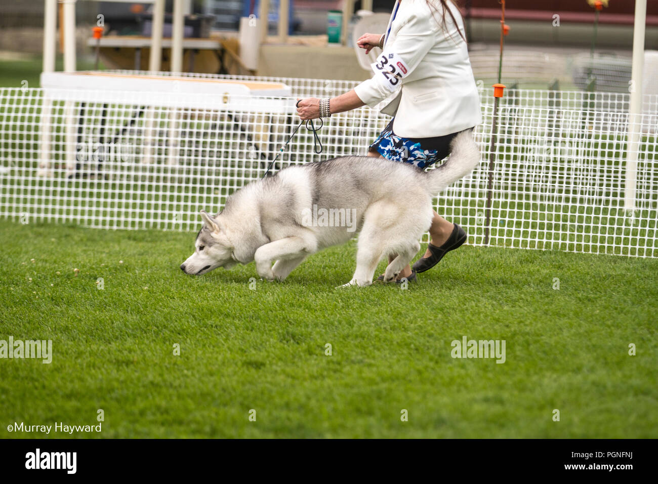Akita Americano purebreed cane, essendo mostrata nell'anello di dog show, come gestore cane conduce prima di giudicare in concorrenza. Foto Stock