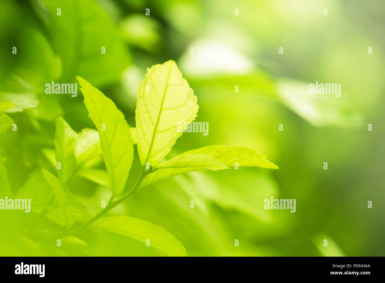 Cresciuto background aziendale concetto. closeup foglia naturale verde o impianto in giardino. Foto Stock