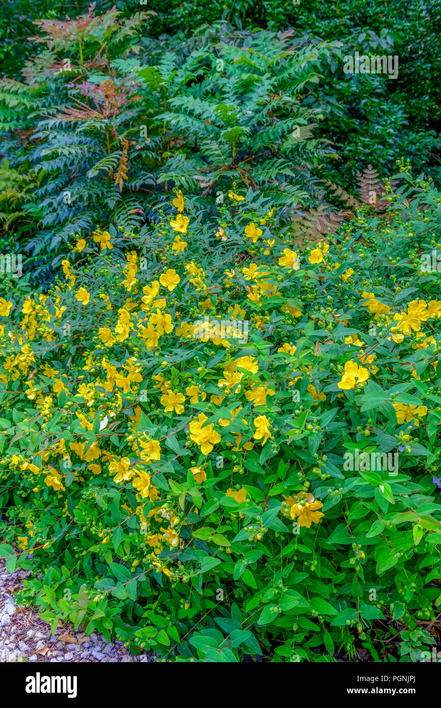 Hypericum patulum hidcote in fiore Foto Stock