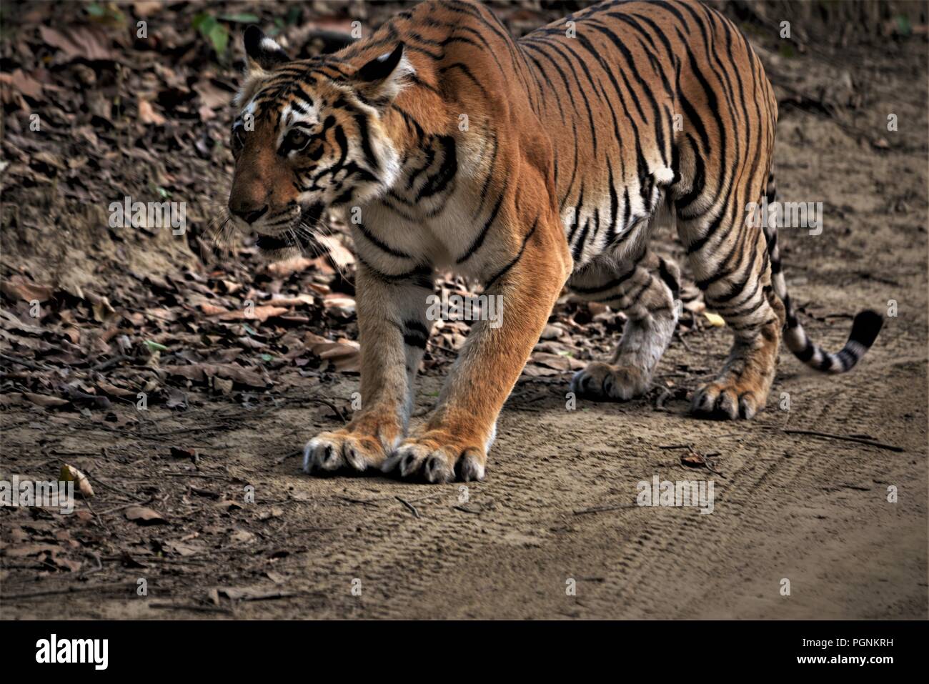 Royal Indian tigre del Bengala / Indian Tiger Foto Stock