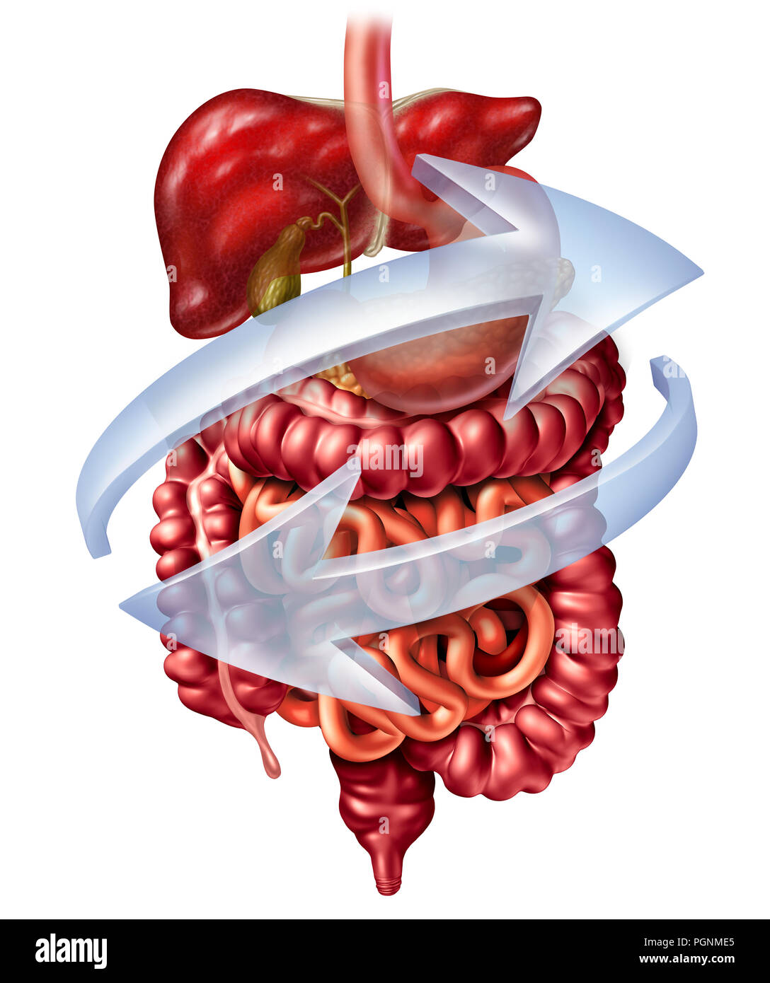 Sistema digerente funzione come una digestione anatomia concetto comprendente pancreas del fegato e della cistifellea con un stomaco intestino crasso. Foto Stock