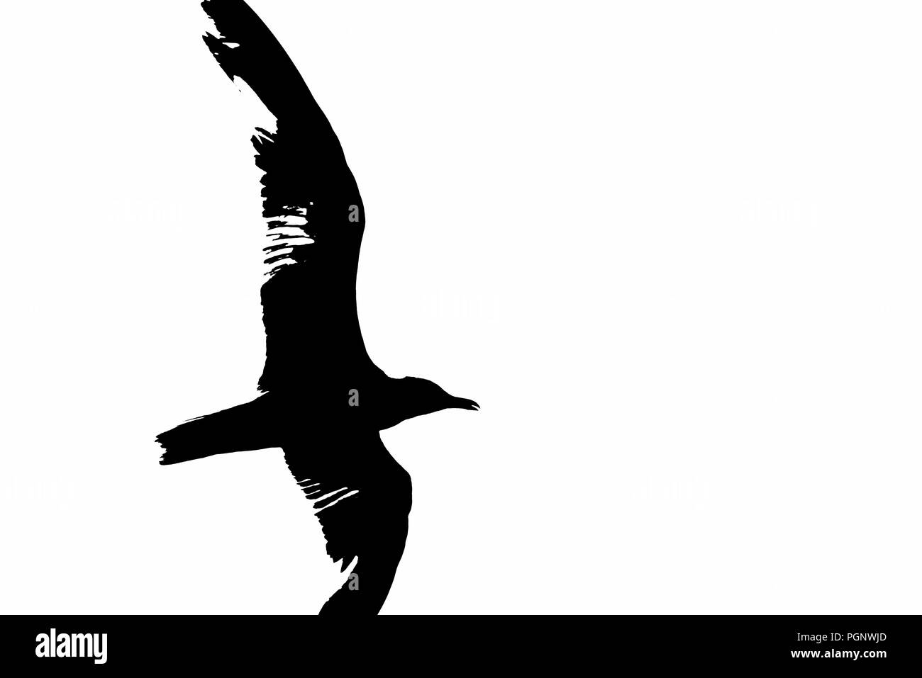 Illustrazione di seagull silhouette slanciata uno sfondo bianco Foto Stock
