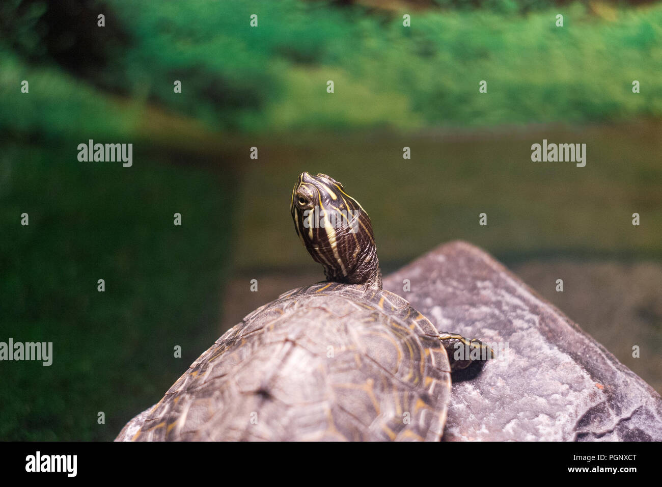 Turtle shallow dof, Fiume cooter, Pseudemys concinna con sfocato, bokeh sfondo. Tartarughe di acqua dolce nativo della centrale e orientale e Stati Uniti Foto Stock