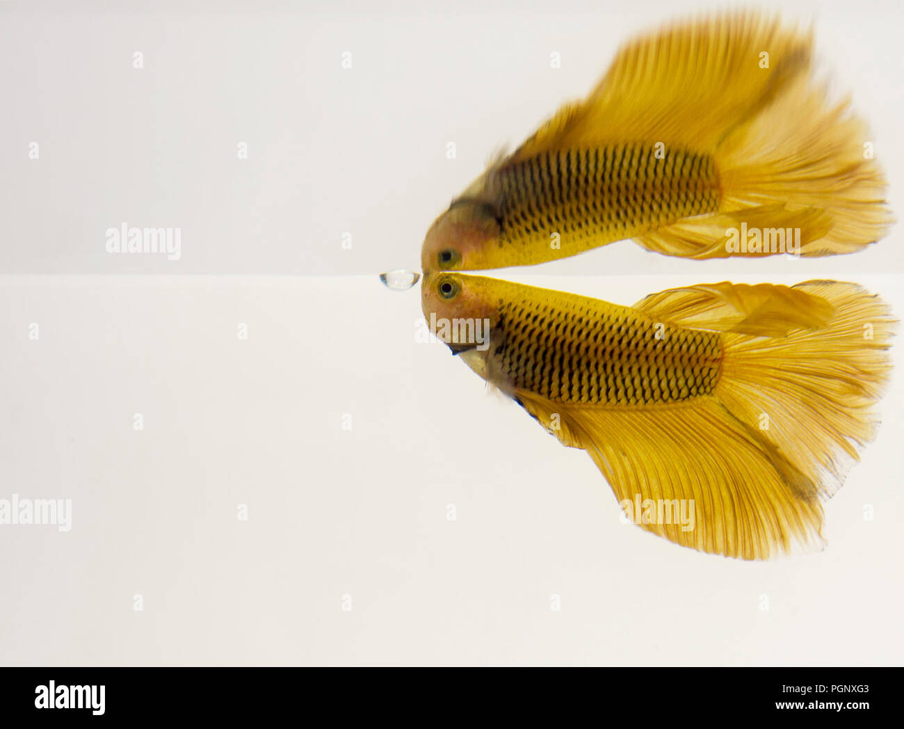 Siamese Fighting Fish Halfmoon giallo Betta splendens con la riflessione. Bettas sono un membro della famiglia gourami e sono noti per essere altamente territoria Foto Stock