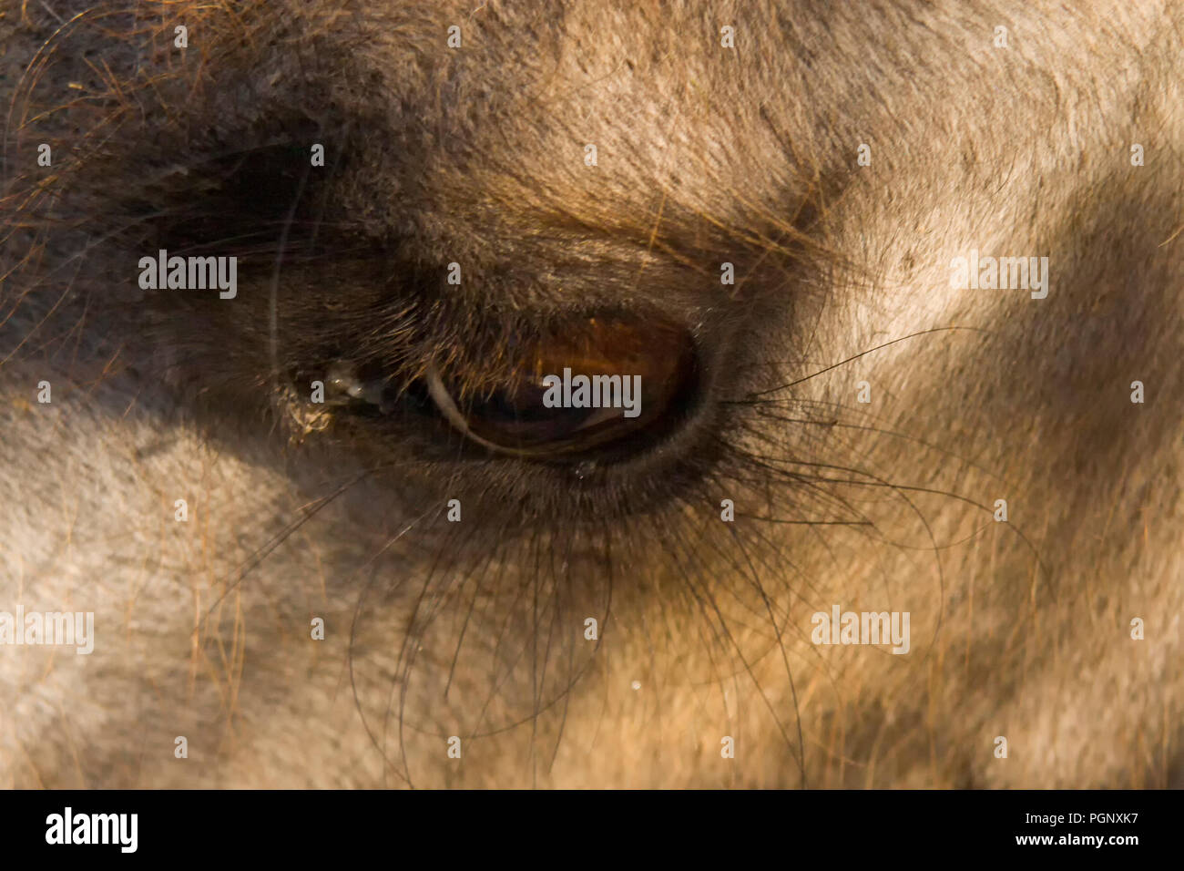 Occhi di cammello. Close-up, foto macro. Utilizzato in modo informale, camel o, più correttamente, camelid si riferisce ad uno qualsiasi dei sette membri della famiglia Camelidae, t Foto Stock