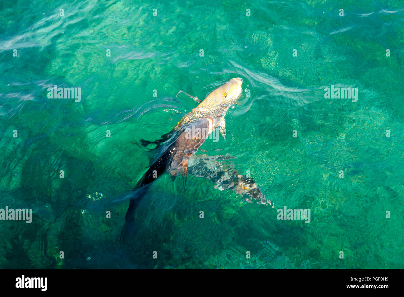 Lamas imperatore (verde Snapper) - Ningaloo Reef - Australia Foto Stock