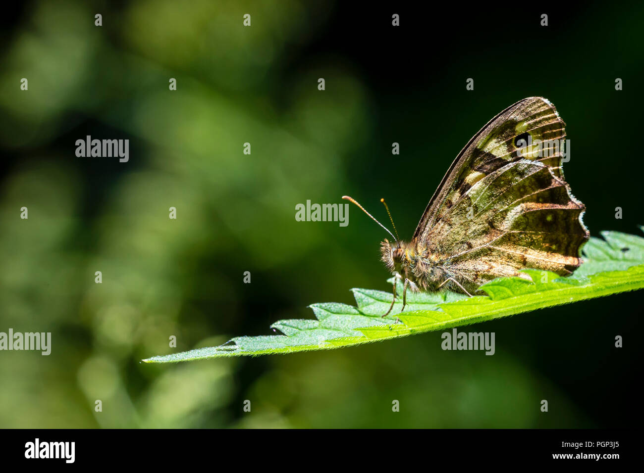 Primo piano di un legno maculato butterfly, Pararge aegeria. In appoggio su una foglia in una foresta con ali aperte Foto Stock