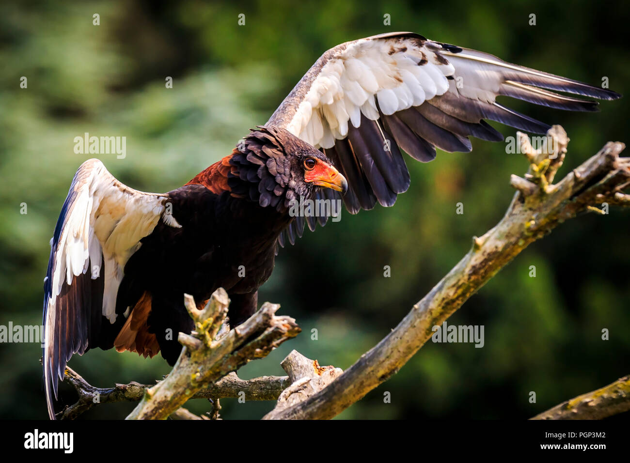 Primo piano di una bateleur Terathopius ecaudatus eagle, uccello da preda, appollaiato su un ramo con ali aperte. Emblema nazionale dello Zimbabwe Foto Stock