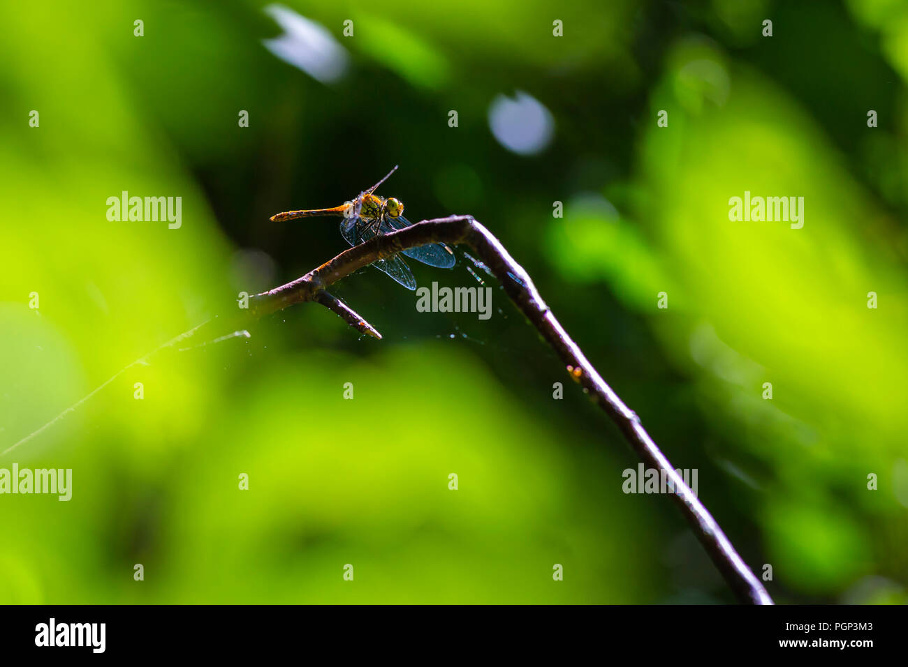 Close-up di una femmina di ruddy darter (Sympetrum sanguineum) appesi sulla vegetazione. In appoggio alla luce del sole in una foresta. Foto Stock