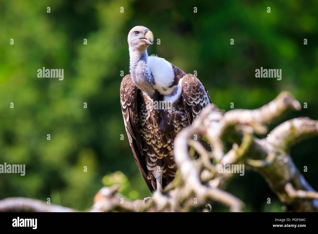 Primo piano naturale di Ruppell il grifone Gyps rueppellii rapace appollaiato su un ramo in una foresta verde Foto Stock