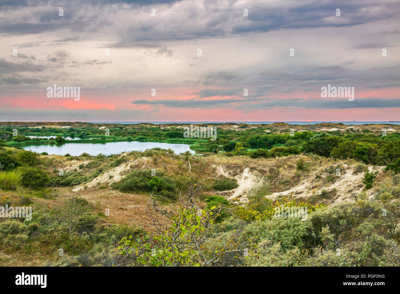 Paesaggio con dune e natura selvaggia durante il tramonto nel parco nazionale Meijendel presso la costa olandese Foto Stock