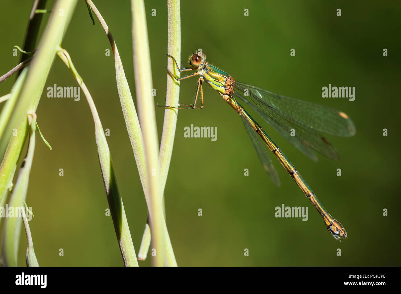 Dettaglio dettaglio di un western willow emerald damselfly, Chalcolestes viridis, insetto in appoggio al sole Foto Stock