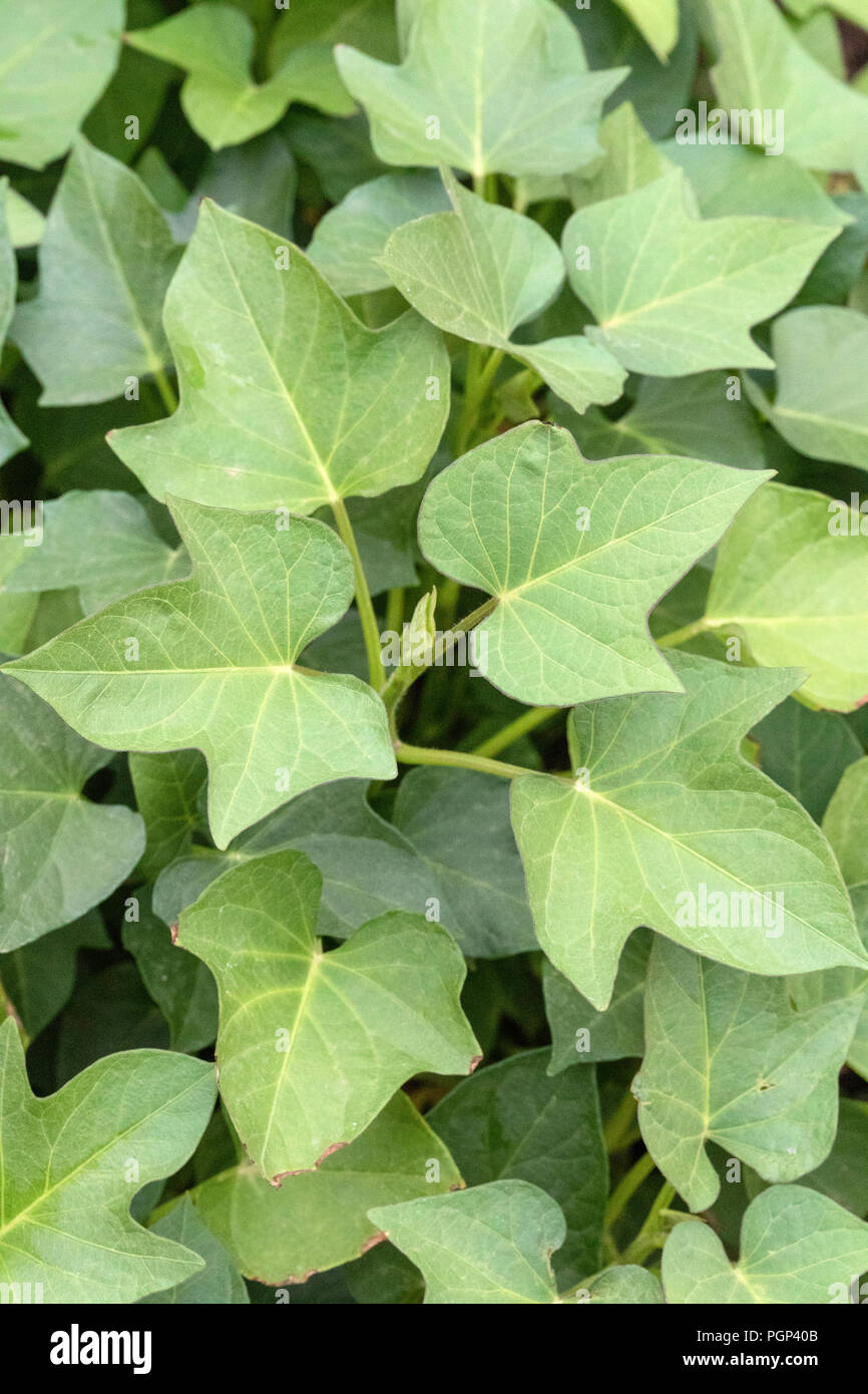 Sweet potato leaf Foto Stock