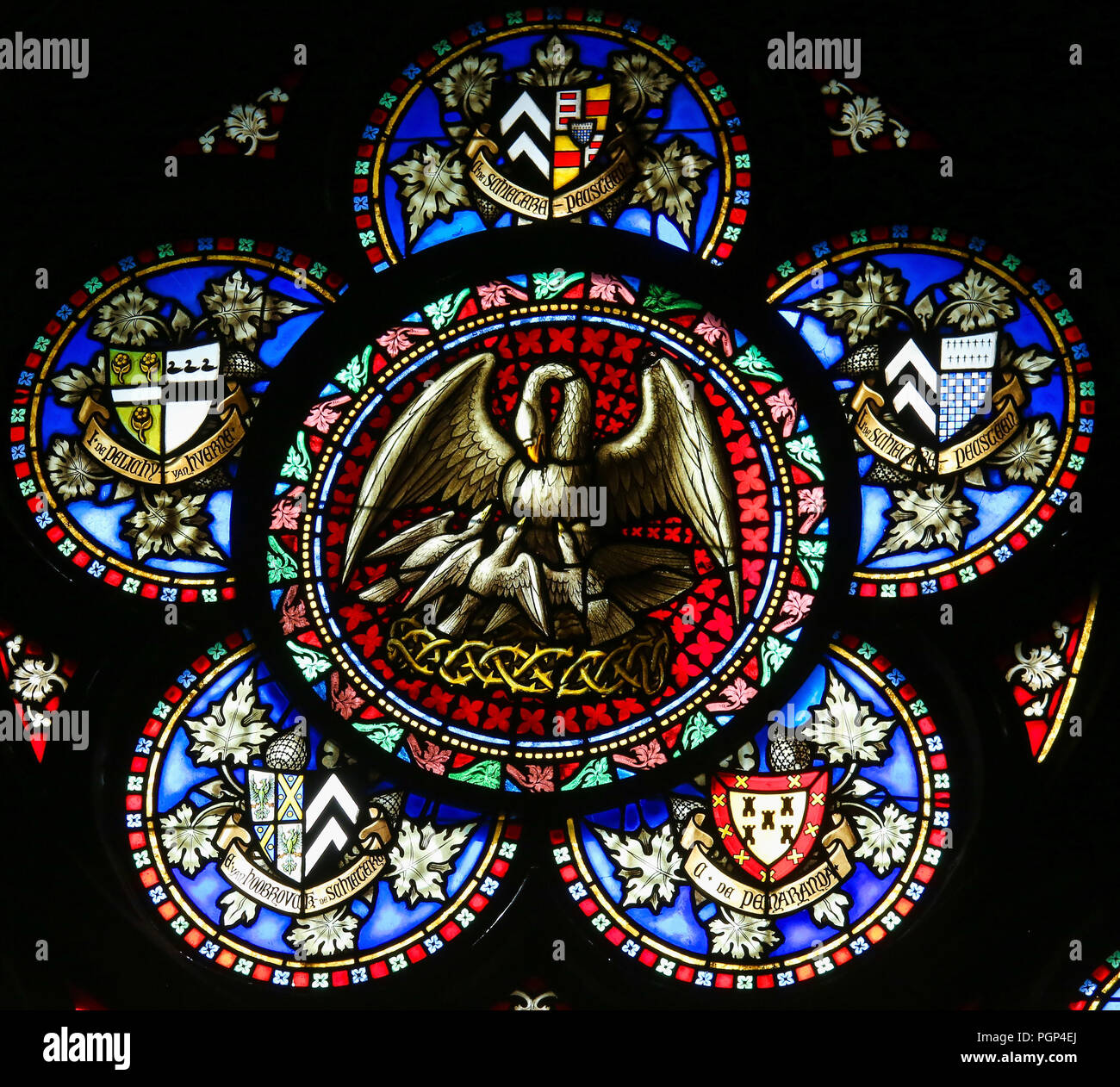 Vetro colorato nella Basilica del Sangue Sacro a Bruges, Belgio, raffigurante un Pellicano che nutre il suo giovane con il suo sangue, simbolo di Sacrific cristiana Foto Stock