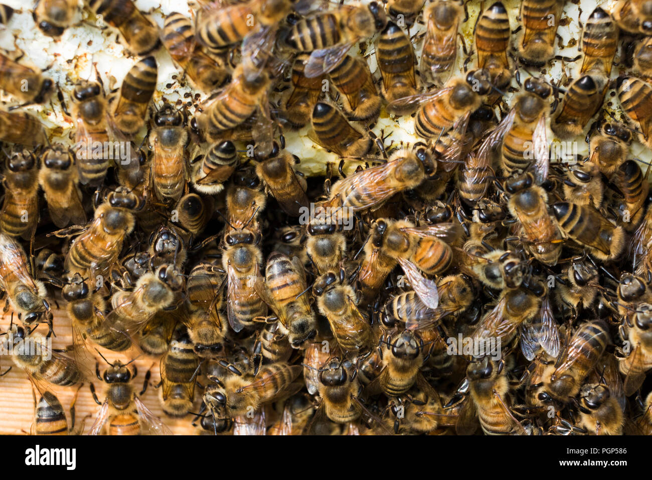 Uno sciame di api sfondo Foto Stock