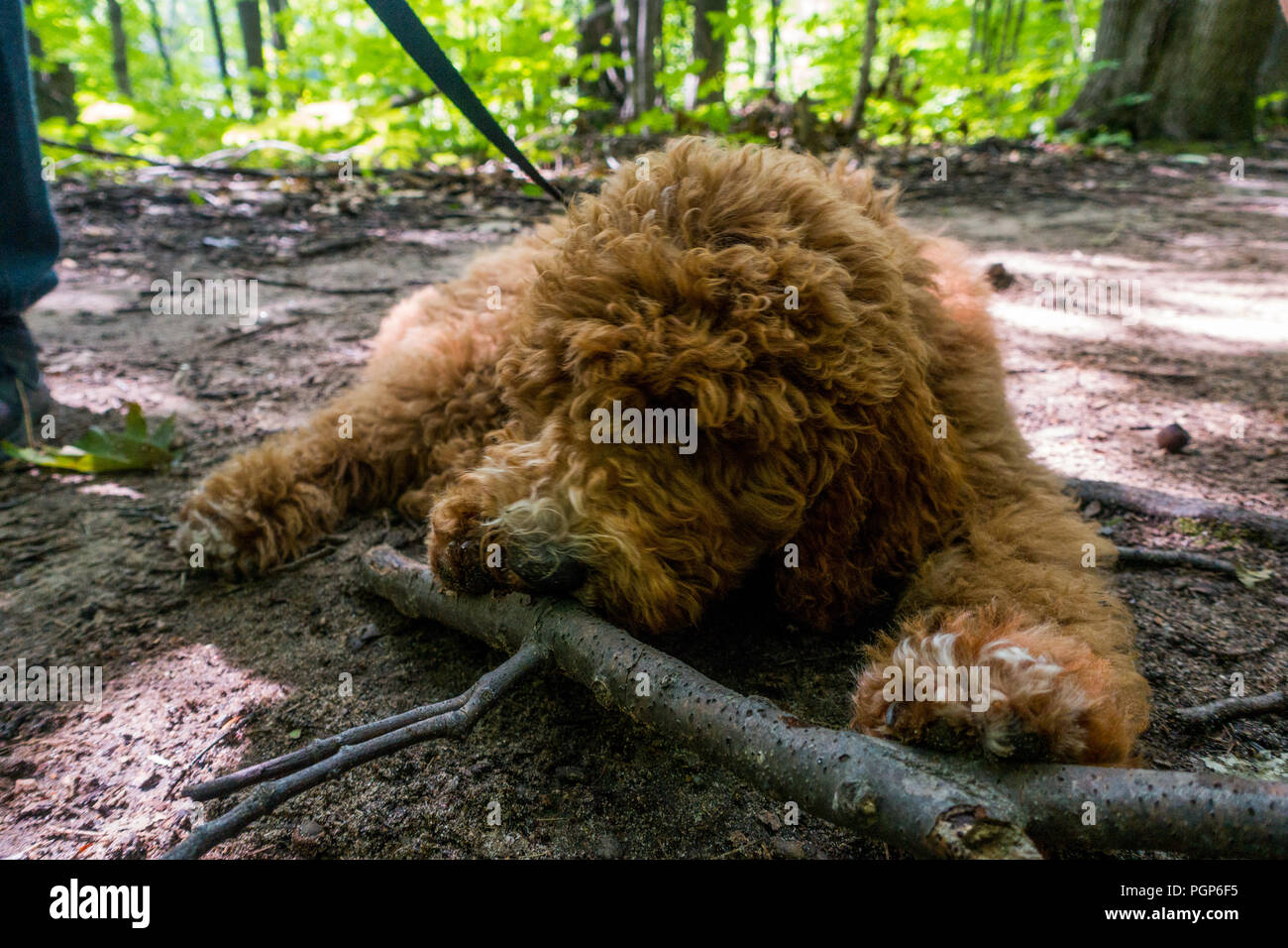 AWENDA Parco Provinciale, Ontario, Canada - 20 agosto 2018: Foto Stock