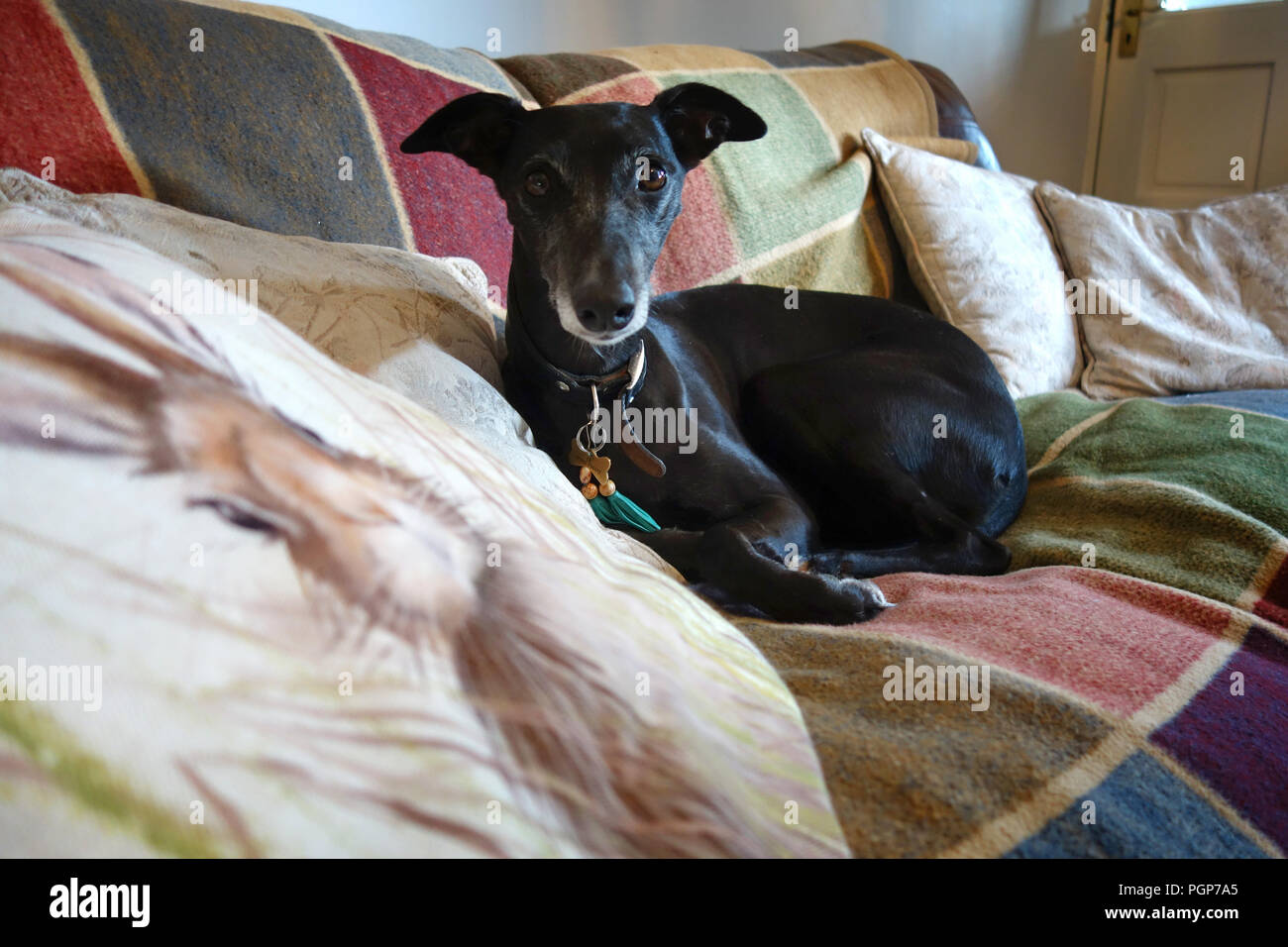 Piuttosto giovane whippet nero tenendo il suo resto sul divano di guardare direttamente la fotocamera da un angolo basso Foto Stock