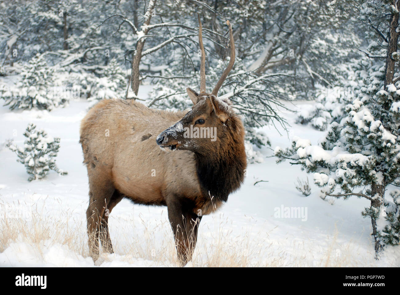 Scena invernale che mostra una bull elk nella neve a bordo sud del Parco Nazionale del Grand Canyon in Arizona. I grandi animali sono spesso visto dai visitatori. Foto Stock