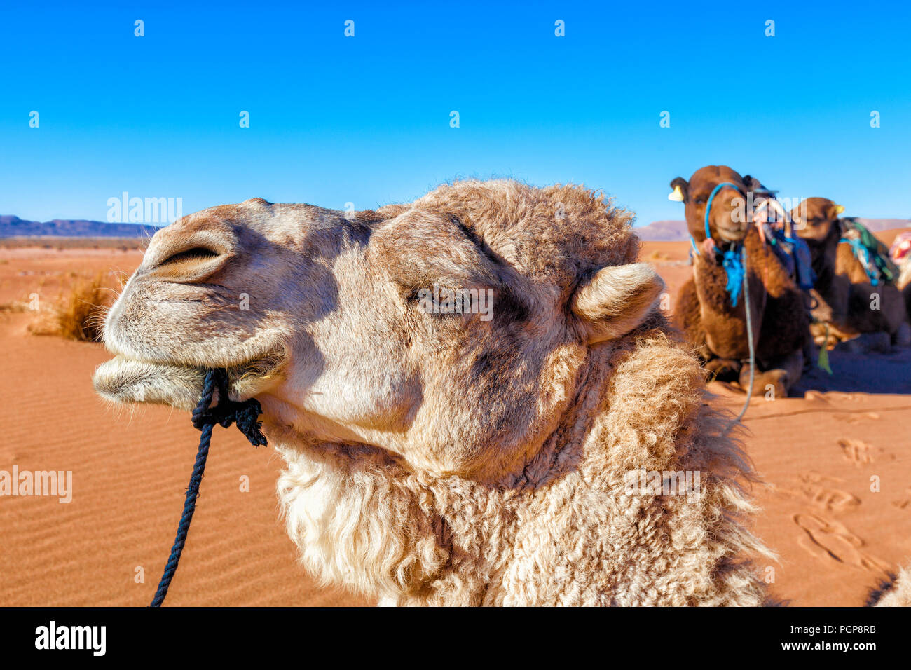 Il cammello bianco viso vicino fino al deserto del Sahara, Marocco. Sullo sfondo di dune sabbiose e cielo blu Foto Stock