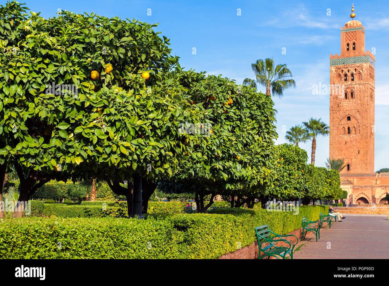 Marrakech marocco Moschea Koutoubia formali giardini lussureggianti con siepi sagomate e alberi di arancio in primo piano. La famosa torre è in background. Foto Stock