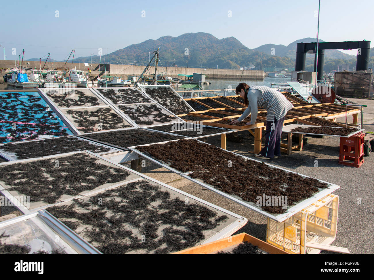 Un residente locale asciuga alga marina hijiki vicino porta Myakubo appena fuori la Setouchi Shimanami Kaido percorso in bicicletta su Oshima isola in città Imabari, Ehime Pr Foto Stock