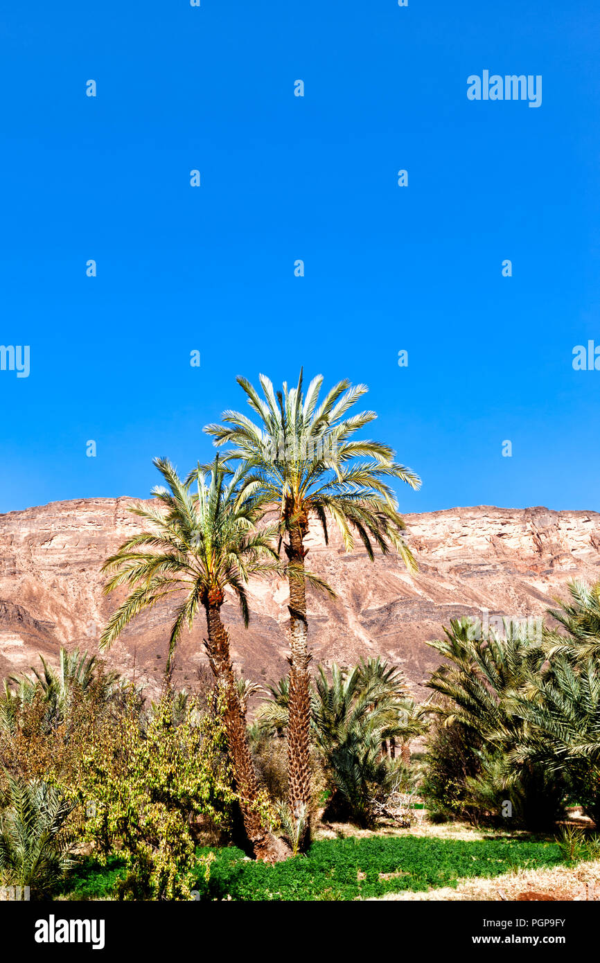 Il Marocco oasi paesaggio con palme e vegetazione in primo piano, montagne sullo sfondo. Verticale. Posizione: Valle di Draa Foto Stock