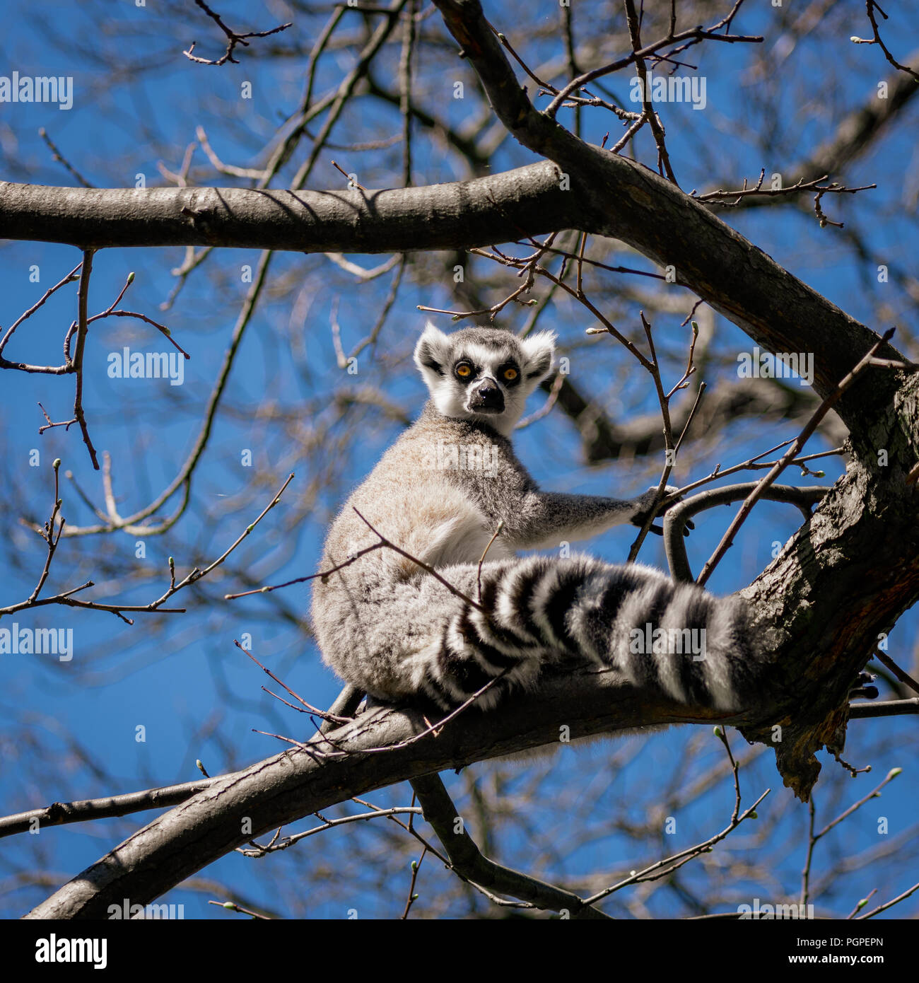 Lemure Ring-Tailed seduta sul ramo Foto Stock