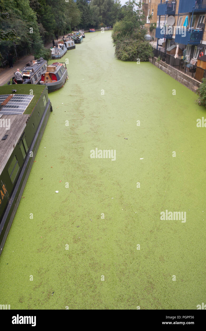 La Canal vicino a Westbourne Park con le alghe verdi.In seguito al clima caldo le alghe è cresciuto notevolmente. È tossico e stanghe di pesci di ossigeno. Foto Stock