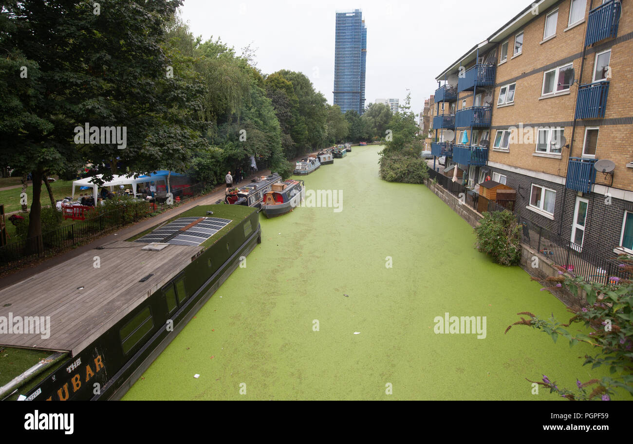 La Canal vicino a Westbourne Park con le alghe verdi.In seguito al clima caldo le alghe è cresciuto notevolmente. È tossico e stanghe di pesci di ossigeno. Foto Stock