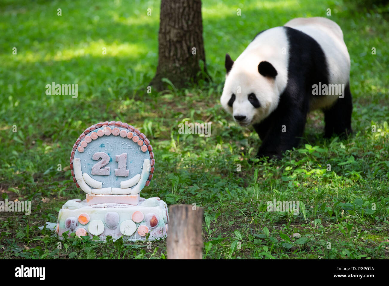 Washington, Stati Uniti d'America. Il 27 agosto, 2018. Panda gigante Tian Tian passeggiate per la sua torta di compleanno presso lo Smithsonian's lo Zoo Nazionale di Washington, DC, Stati Uniti, su agosto 27, 2018. Lo zoo ha organizzato una celebrazione di lunedì per il panda gigante Tian Tian il ventunesimo compleanno. Credito: Ting Shen/Xinhua/Alamy Live News Foto Stock