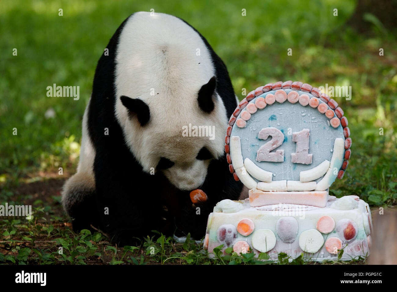 Washington, Stati Uniti d'America. Il 27 agosto, 2018. Panda gigante Tian Tian gode della sua torta di compleanno presso lo Smithsonian's lo Zoo Nazionale di Washington, DC, Stati Uniti, su agosto 27, 2018. Lo zoo ha organizzato una celebrazione di lunedì per il panda gigante Tian Tian il ventunesimo compleanno. Credito: Ting Shen/Xinhua/Alamy Live News Foto Stock