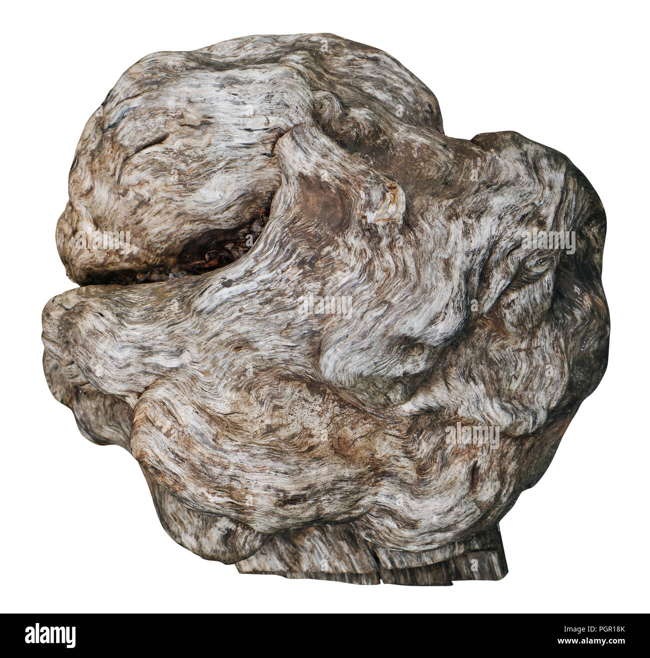 Un artefatto naturale rigonfiamento sul tronco di un albero morto appare come una pietra o una faccia. Isolato con patch Foto Stock