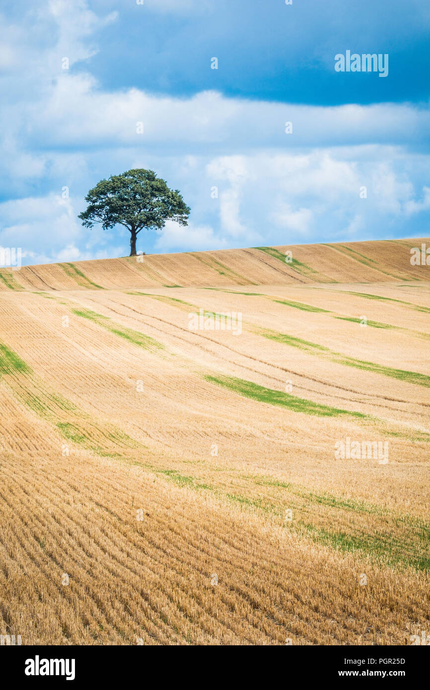 Un lone tree sullo skyline di un campo di stoppie. Foto Stock