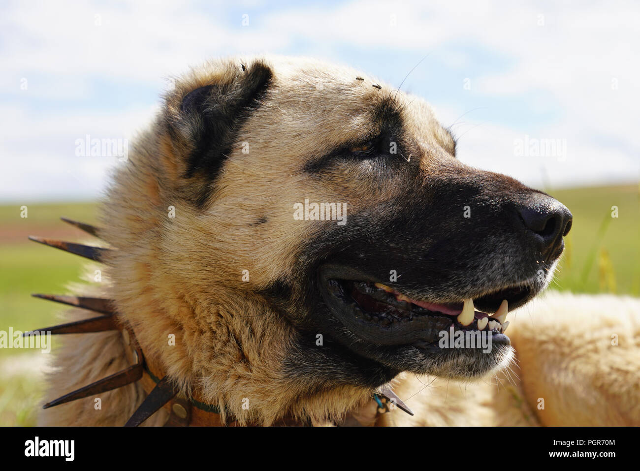 Anatolica cane pastore con spiked collare di ferro giacente su pascolo.  (Spiked collare di ferro protegge il collo del cane contro il lupo Foto  stock - Alamy