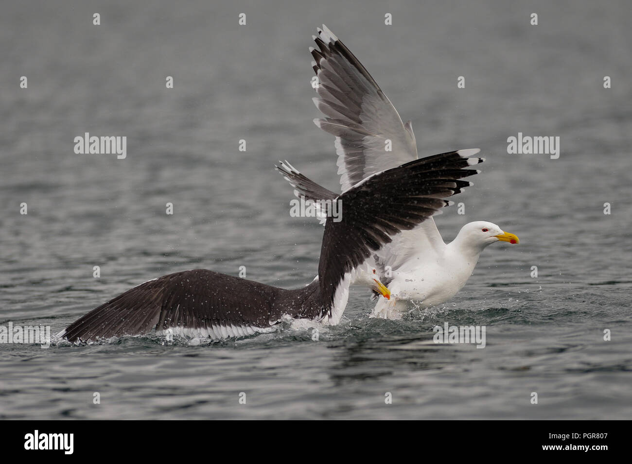 Grande nero-backed gull lotta per cibo, romsdalfjord, norvegia (larus marinus) Foto Stock