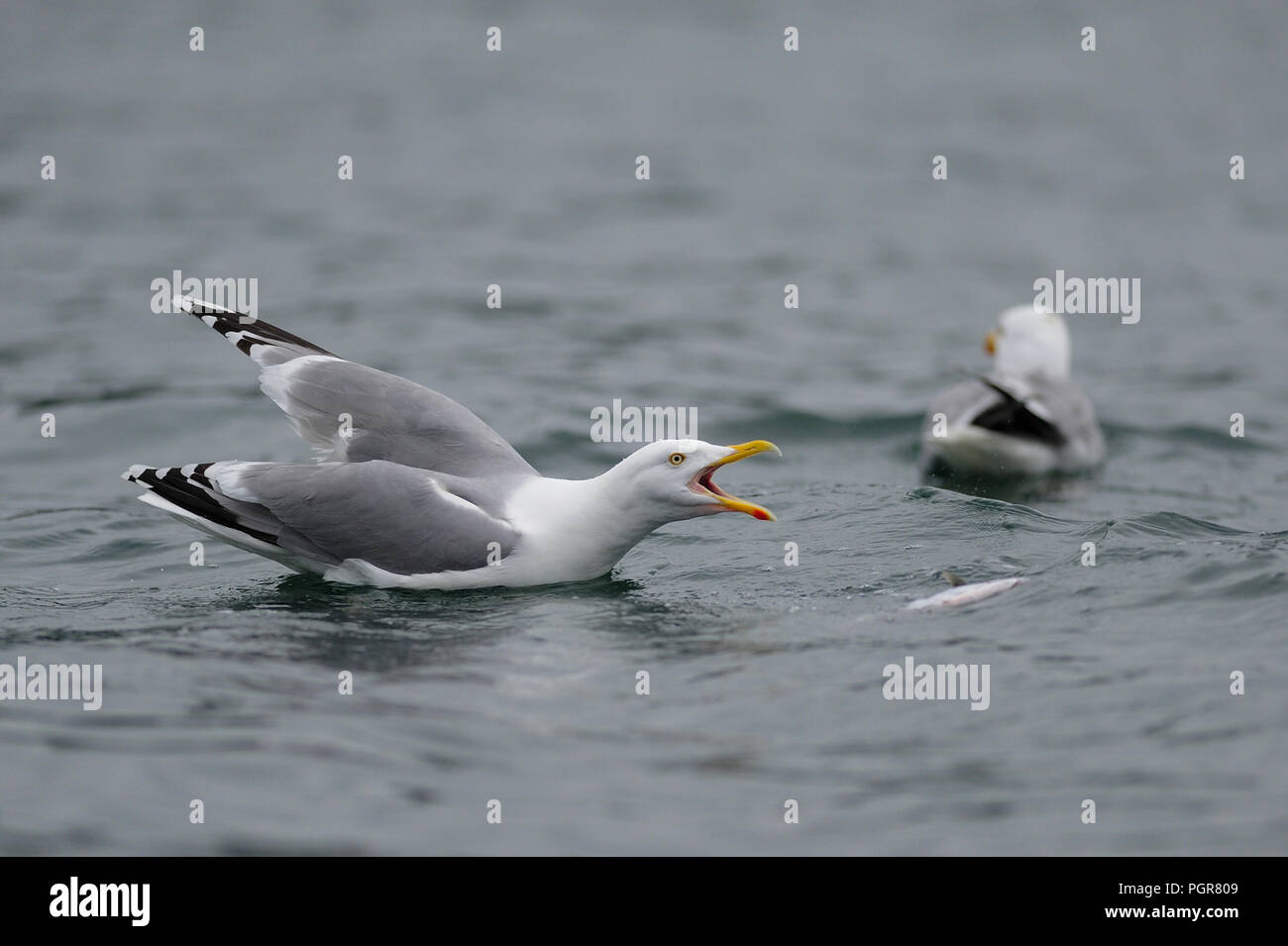 Aringa gull sta chiamando, mare del Nord, romsdalsfjord, norvegia (Larus argentatus) Foto Stock