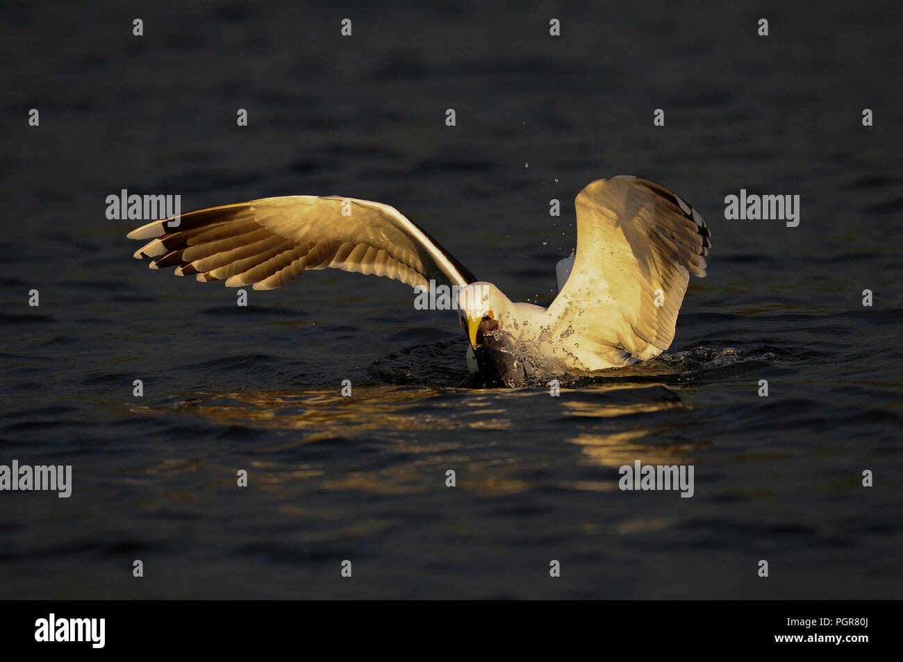 Grande nero-backed gull catturare il pesce, romsdalfjord, norvegia (larus marinus) Foto Stock