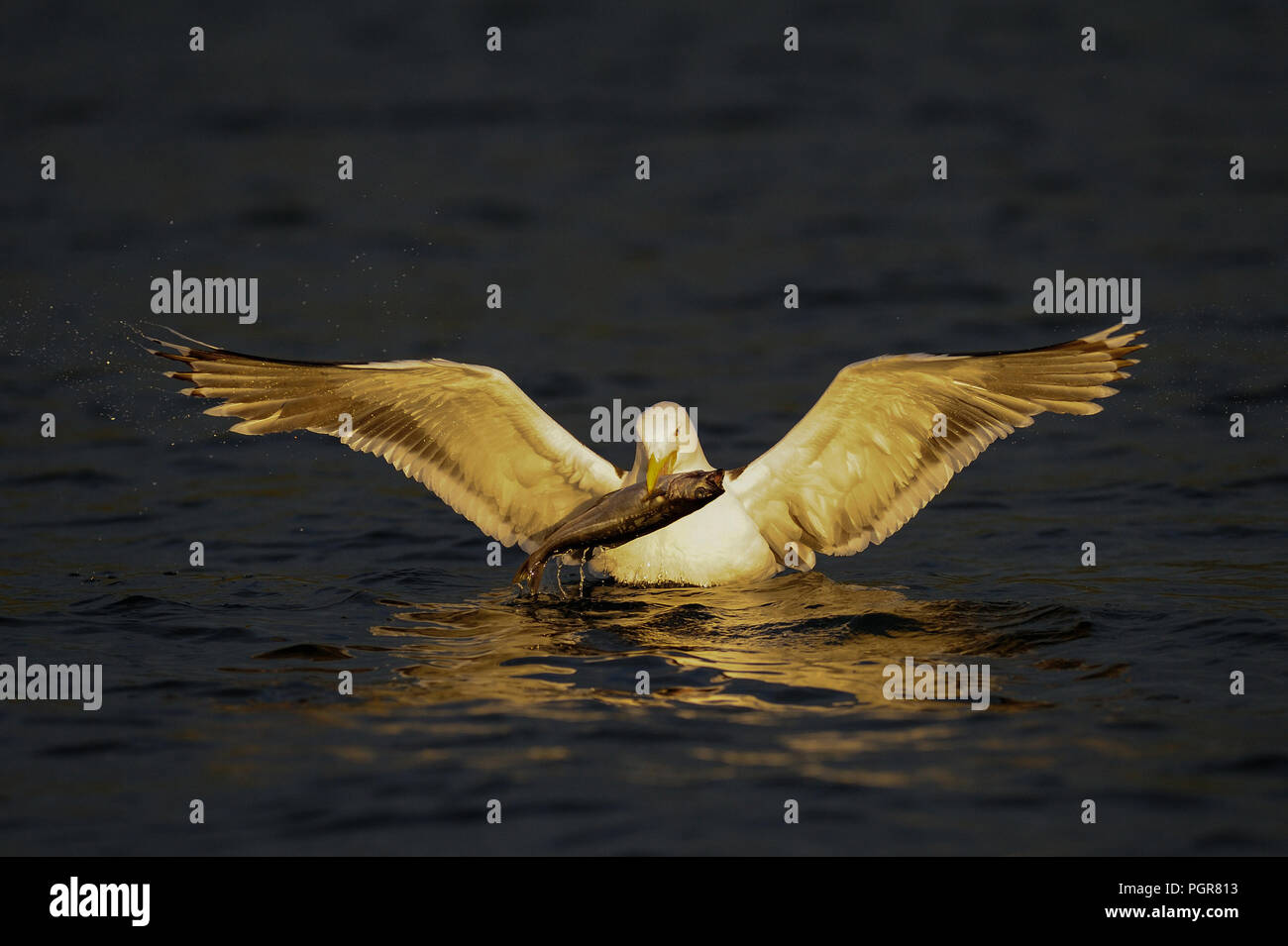 Grande nero-backed gull catturare il pesce, romsdalfjord, norvegia (larus marinus) Foto Stock