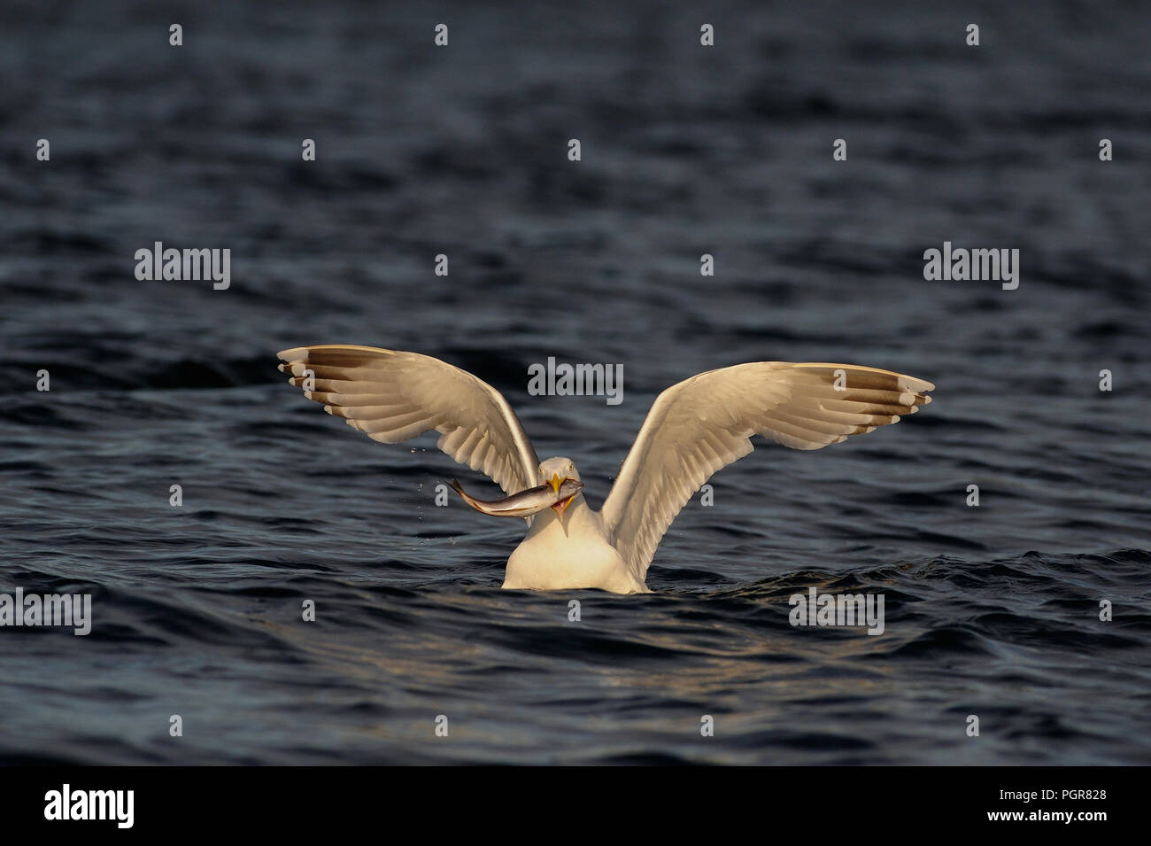 Aringa gabbiano con pesce nel becco, mare del Nord, romsdalsfjord, norvegia (Larus argentatus) Foto Stock
