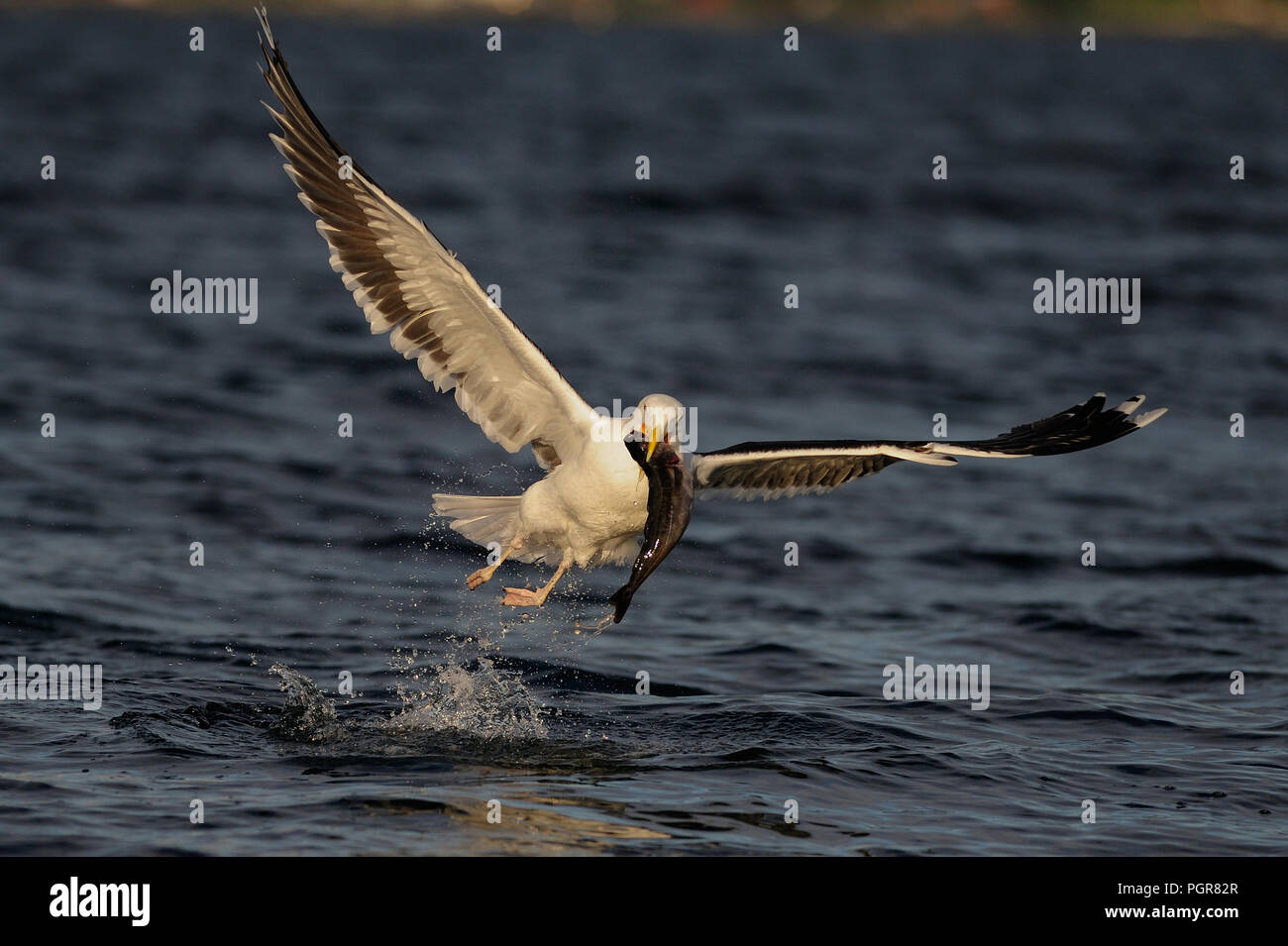 Grande nero-backed gull volo fino a base di pesce, romsdalfjord, norvegia (larus marinus) Foto Stock