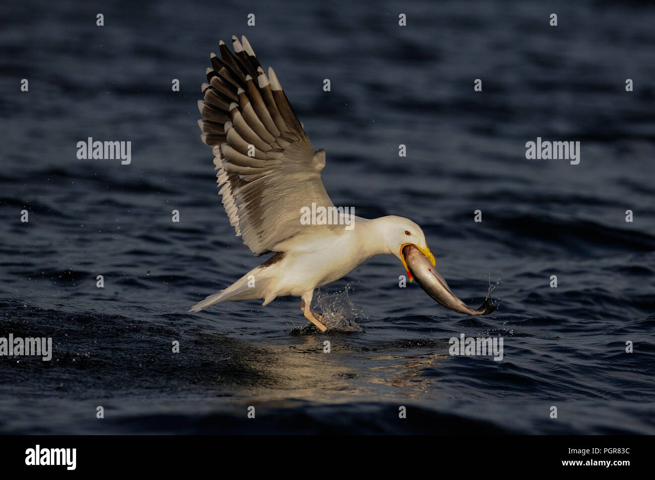 Grande nero-backed gull catturare il pesce e volare in alto, romsdalfjord, norvegia (larus marinus) Foto Stock