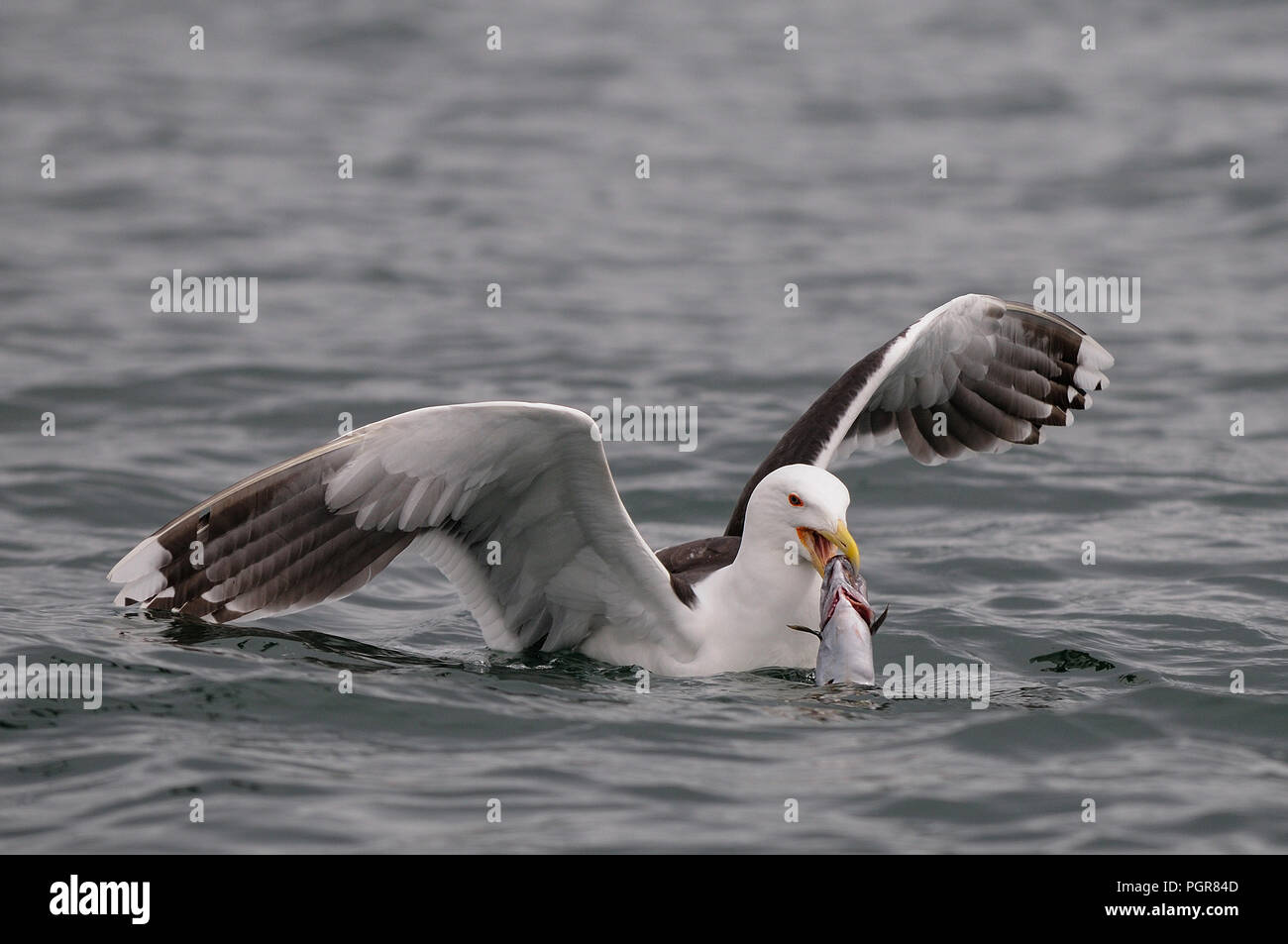Grande nero-backed gull catturare il pesce, romsdalfjord, norvegia (larus marinus) Foto Stock